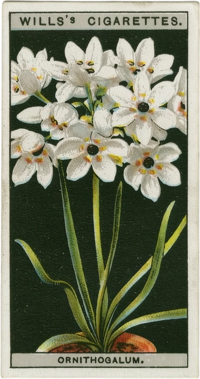 A vintage Wills's Cigarettes card: a painting of white star-shaped flowers on tall green stems against a dark background, labelled Ornithogalum, the Star of Bethlehem